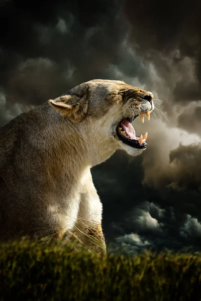 Angry Lion Big Tooth Savannah Dark Storm Clouds Background — Stock Photo, Image