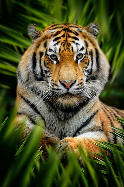 老虎潜伏在丛林中的树叶中 树叶中的野猫肖像 图库图片