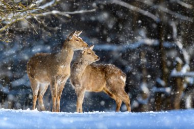 Karlı bir ormanda iki dişi kızıl geyik. Hayvanlı vahşi yaşam manzarası