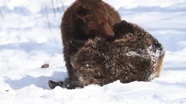 Two brown young bears play or fight in the winter forest. Wild animals in the natural environment 
