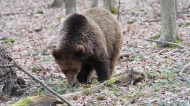 Brown bear eat grass in the spring forest. Wild animals in the natural environment 