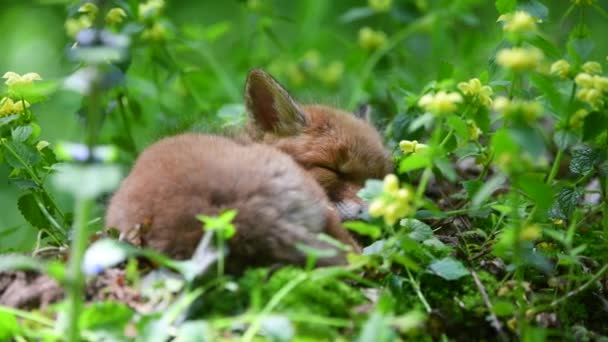 Little Fox Sleeps Grass Yellow Flowers Spring Forest Wild Animals — Vídeo de Stock