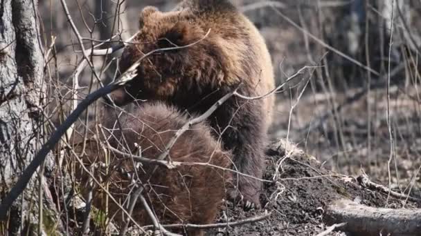 Dos Osos Adultos Pardos Juegan Pelean Bosque Primavera Animales Salvajes — Vídeo de stock