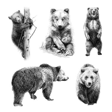 Set hand drawn bear, sketch graphics monochrome illustration on white background (originals, no tracing) clipart