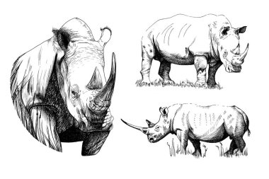 Set hand drawn rhino, sketch graphics monochrome illustration on white background (originals, no tracing)