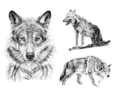 Set hand drawn wolf, sketch graphics monochrome illustration on white background (originals, no tracing)