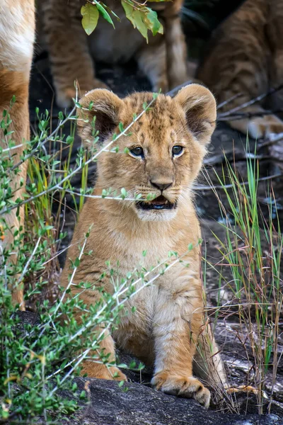 Cachorro León Africano Parque Nacional Kenia África — Foto de Stock