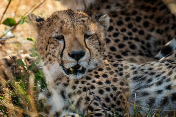 Cheetah Het Gras Van National Park Van Kenia Afrika — Stockfoto