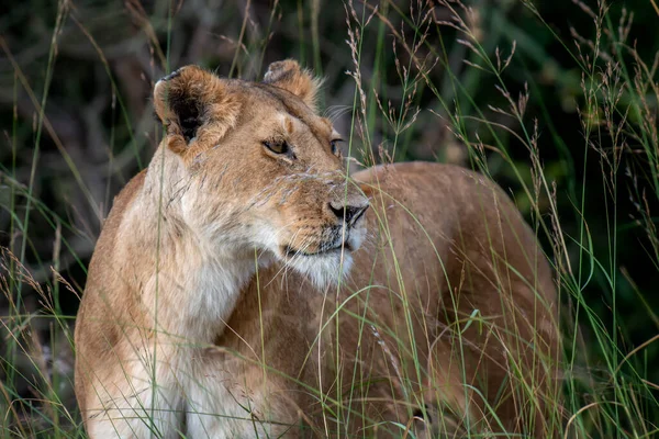Beau Lion Dans Herbe Parc National Kenya Afrique — Photo