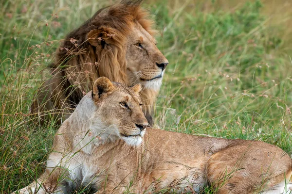 Vackert Lejon Gräset Nationalparken Kenya Afrika Royaltyfria Stockbilder