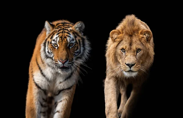 Fechar Bela Raiva Grande Tigre Leão Isolado Fundo Preto — Fotografia de Stock