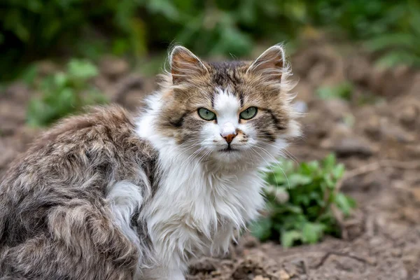 夏の日には長い毛皮を持つふわふわの猫が草の中に座っています — ストック写真