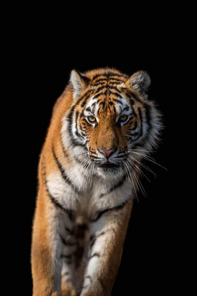 Nahaufnahme Schöne Wütende Große Tiger Isoliert Auf Schwarzem Hintergrund — Stockfoto