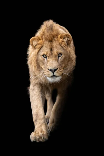 Beautiful Close Detail Portrait Big Male Lion Black Background — Stock Photo, Image