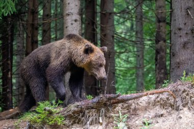 Vahşi Boz Ayı (Ursus Arctos) yaz ormanında. Doğal ortamda bir hayvan. Vahşi yaşam sahnesi