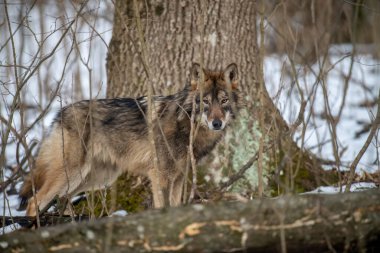 Ormanda kurt var. Kış doğasından vahşi yaşam sahnesi. Doğal ortamda vahşi bir hayvan.