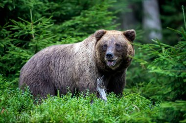 Vahşi Boz Ayı (Ursus Arctos) yaz ormanında. Doğal ortamda bir hayvan. Vahşi yaşam sahnesi