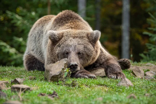 Wilder Braunbär Ursus Arctos Sommerwald Tiere Natürlichem Lebensraum Wildszene — Stockfoto