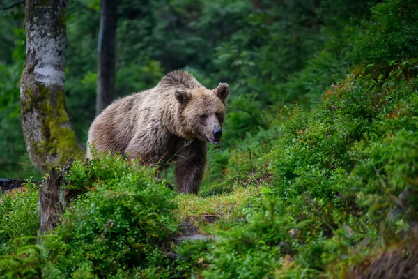 Medvěd Hnědý Ursus Arctos Letním Lese Zvíře Přírodním Prostředí Divoká — Stock fotografie