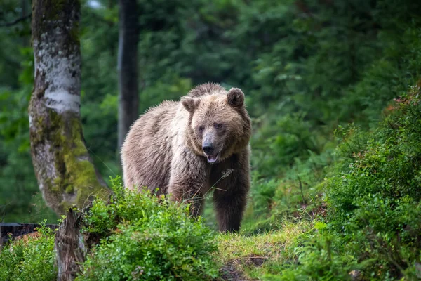 Vahşi Boz Ayı Ursus Arctos Yaz Ormanında Doğal Ortamda Bir — Stok fotoğraf