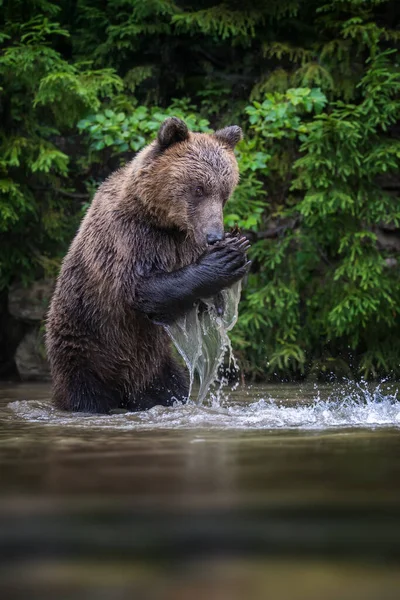 Wild Brown Bear Ursus Arctos Pond Summer Forest Animal Natural — Stock Photo, Image