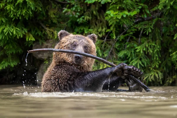 Oso Marrón Salvaje Ursus Arctos Estanque Bosque Verano Animal Hábitat — Foto de Stock