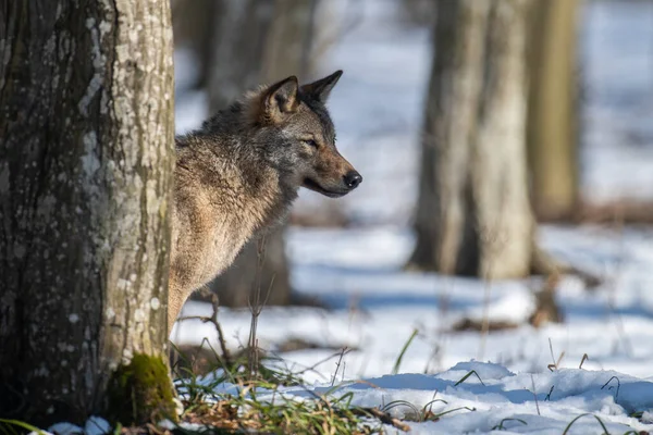 Wolf Het Bos Van Dichtbij Wildlife Scene Uit Winter Natuur — Stockfoto