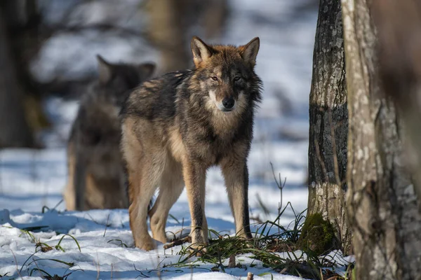 Λύκος Στο Δάσος Από Κοντά Wildlife Σκηνή Από Χειμερινή Φύση — Φωτογραφία Αρχείου