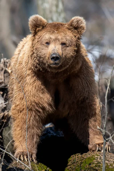 Urso Castanho Adulto Selvagem Ursus Arctos Floresta Primavera Animais Perigosos — Fotografia de Stock