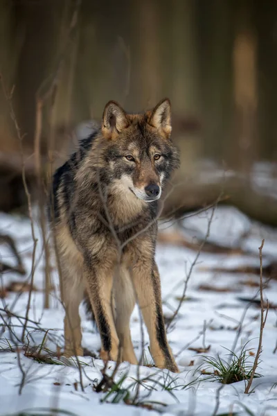 Wilk Lesie Bliska Scena Przyrodą Zimową Dzikie Zwierzęta Środowisku Naturalnym — Zdjęcie stockowe