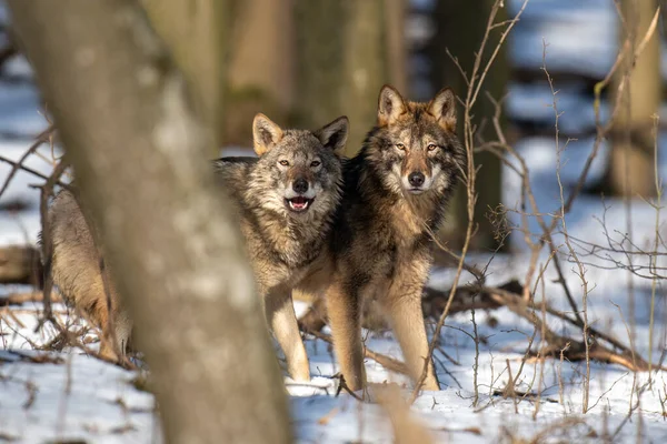 近くの森の中のオオカミ 冬の自然からの野生動物のシーン 自然の生息地で野生動物 — ストック写真