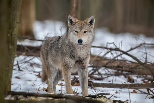 近くの森の中のオオカミ 冬の自然からの野生動物のシーン 自然の生息地で野生動物 — ストック写真