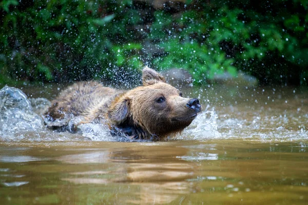 Divoký Medvěd Hnědý Ursus Arctos Rybníku Letním Lese Zvíře Přírodním — Stock fotografie