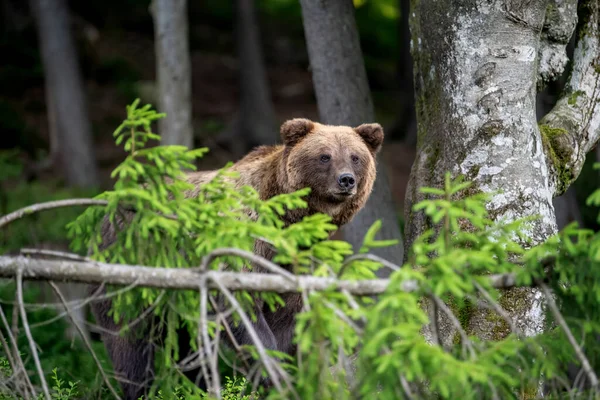 夏天森林里的野生棕熊 Ursus Arctos 在自然栖息地的动物 野生动物场景 — 图库照片