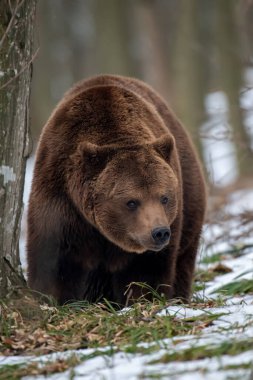 Vahşi yetişkin Boz Ayı (Ursus Arctos) bahar ormanında. Doğal ortamda tehlikeli bir hayvan. Vahşi yaşam sahnesi