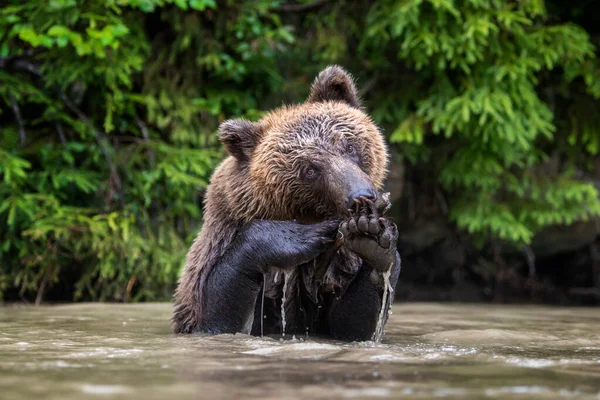 Divoký Medvěd Hnědý Ursus Arctos Rybníku Letním Lese Zvíře Přírodním — Stock fotografie
