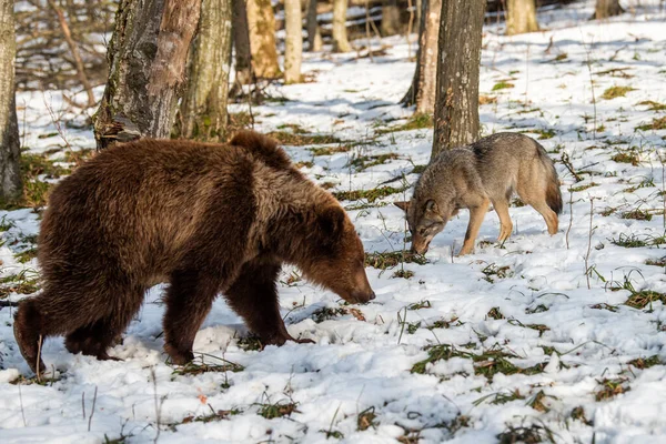 Ведмідь Дорослий Ursus Arctos Вовком Зимовому Лісі Небезпечна Тварина Природному — стокове фото