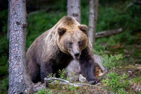 Wild Brown Bear Ursus Arctos Summer Forest Animal Natural Habitat — Stock Photo, Image