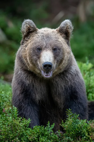 Vahşi Boz Ayı Ursus Arctos Yaz Ormanında Doğal Ortamda Bir — Stok fotoğraf