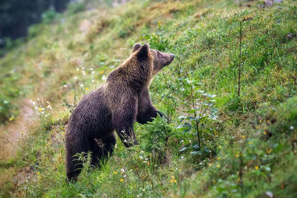 Urso Castanho Selvagem Ursus Arctos Floresta Verão Animais Habitat Natural — Fotografia de Stock