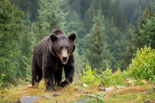 Wild Brown Bear Ursus Arctos Summer Forest Animal Natural Habitat — Stock Photo, Image