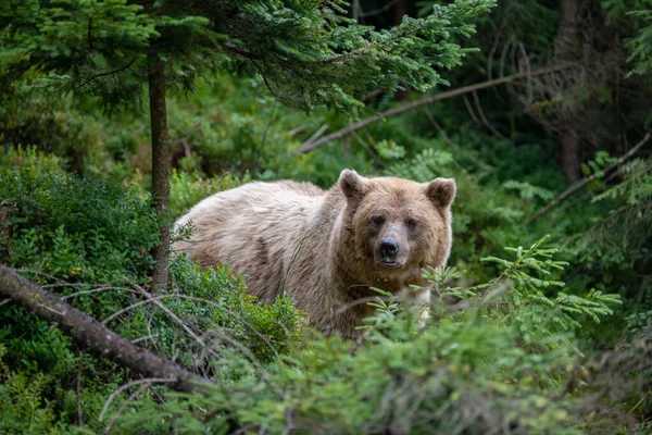 夏天森林里的野生棕熊 Ursus Arctos 在自然栖息地的动物 野生动物场景 — 图库照片