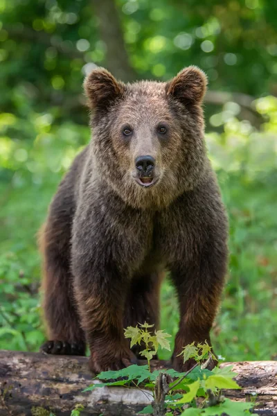 Wilder Braunbär Ursus Arctos Sommerwald Tiere Natürlichem Lebensraum Wildszene — Stockfoto