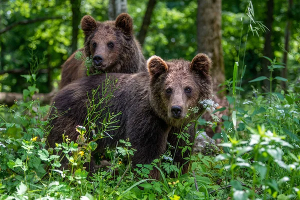 Urso Castanho Selvagem Ursus Arctos Floresta Verão Animais Habitat Natural — Fotografia de Stock