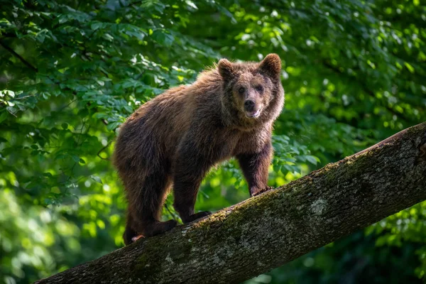 Κοντινό Αρκουδάκι Προσκολλάται Στην Πλευρά Του Δέντρου Άγρια Ζωή Σκηνή — Φωτογραφία Αρχείου