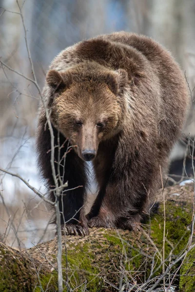 Dziki Dorosły Niedźwiedź Brunatny Ursus Arctos Wiosennym Lesie Niebezpieczne Zwierzę — Zdjęcie stockowe