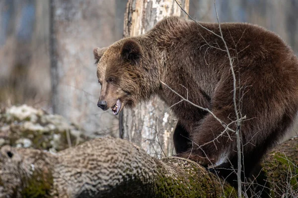 Vahşi Yetişkin Boz Ayı Ursus Arctos Bahar Ormanında Doğal Ortamda — Stok fotoğraf