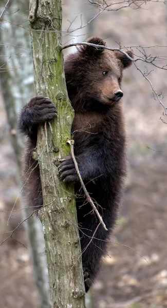 Close Bear Cub Clings Side Tree Wildlife Scene Nature — Stock Photo, Image