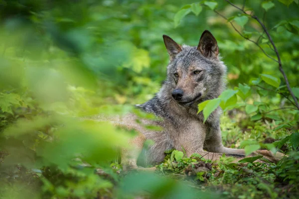 夏天森林里的狼肖像画大自然的野生动物场景 自然栖息地内的野生动物 — 图库照片