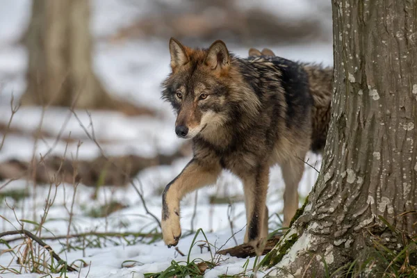 森林里的狼就在附近野生动物的场景来自冬天的自然 自然栖息地内的野生动物 — 图库照片